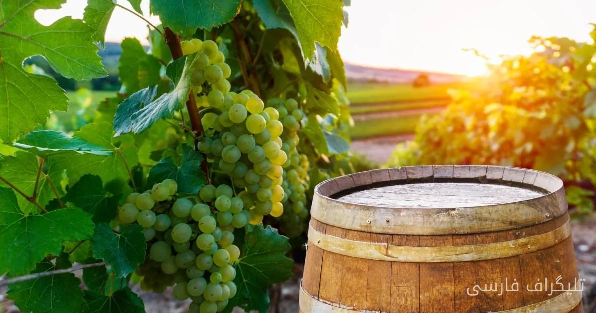 Increase in Alcohol Content in Champagne Due to Summer Heat