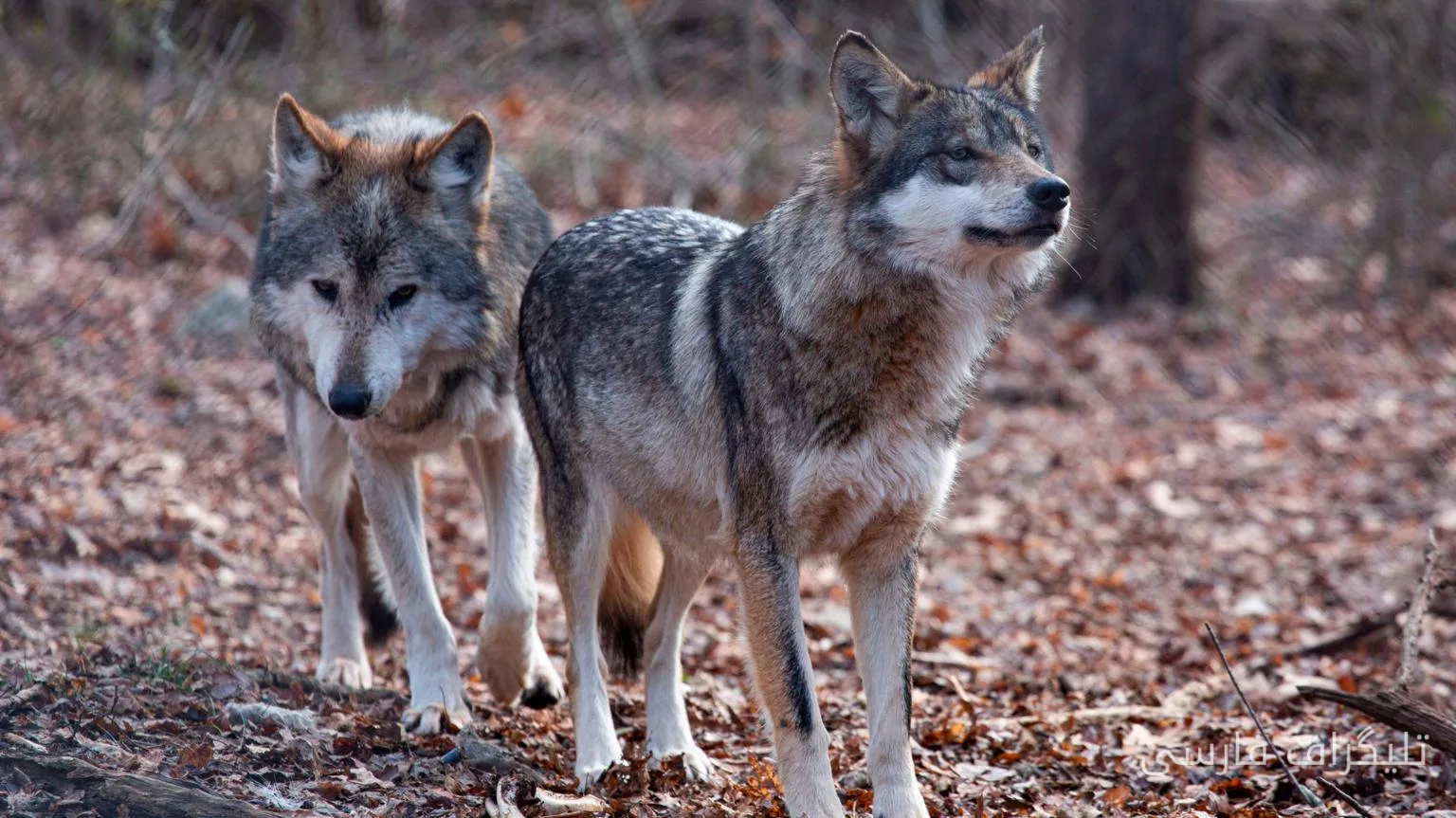 Controversial Changes: Removal of Protection for Gray Wolves in America
