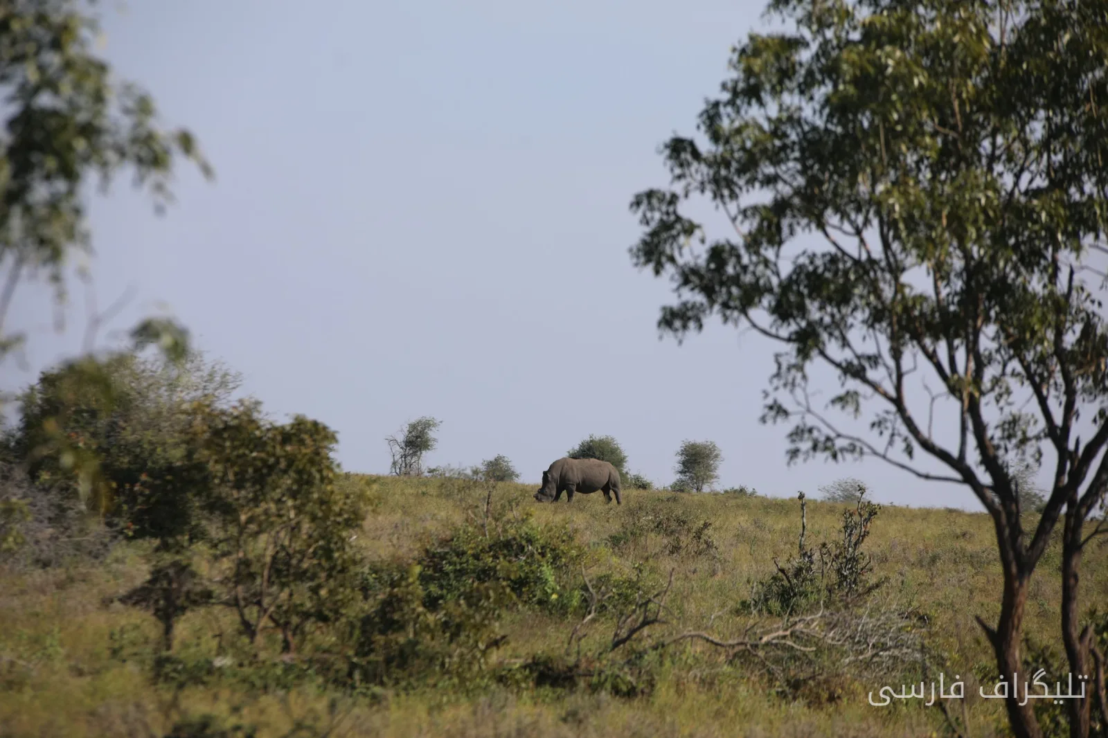 Die Vernichtung illegaler Jäger durch Elefanten im Kruger-Nationalpark