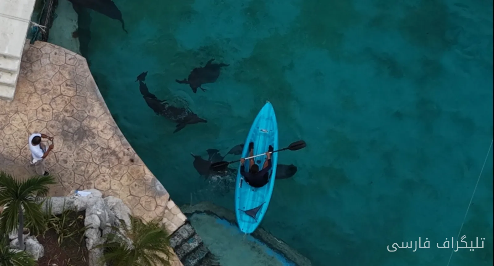 Blind and Sick Dolphins, Victims of Neglect in Closed Water Park in Mexico